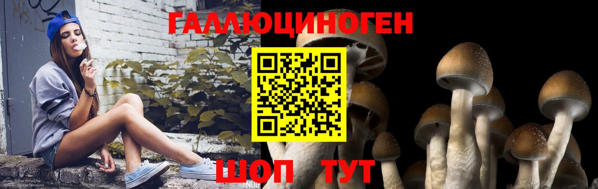 Пугачёв  Галлюциногенные грибы мицелий  Вход с VPN 
